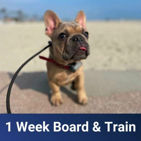 SoCal - 1-Week-Board-Train