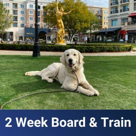 SoCal - 2-Week-Board-Train