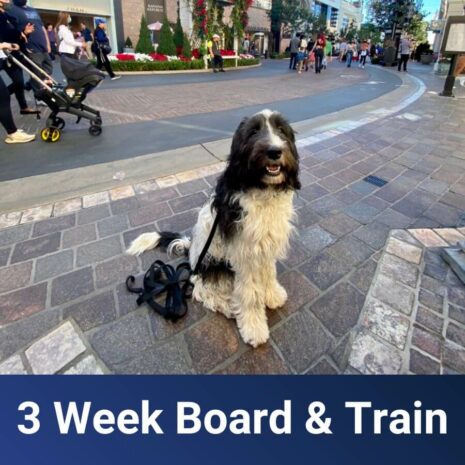SoCal - 3-Week-Board-Train