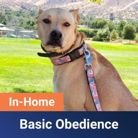 SoCal - In-Home-Basic-Obedience