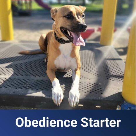 SoCal - Obedience-Starter
