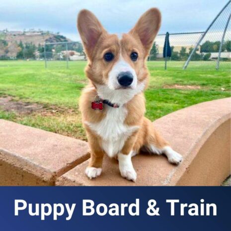 SoCal - Puppy-Board-and-Train