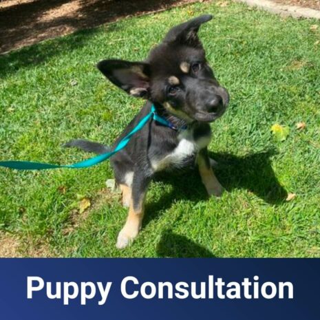 SoCal - Puppy-Consultation